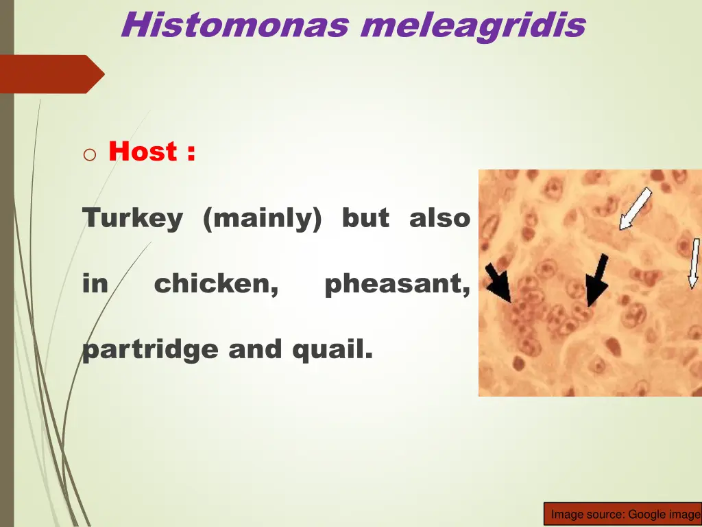 histomonas meleagridis 1