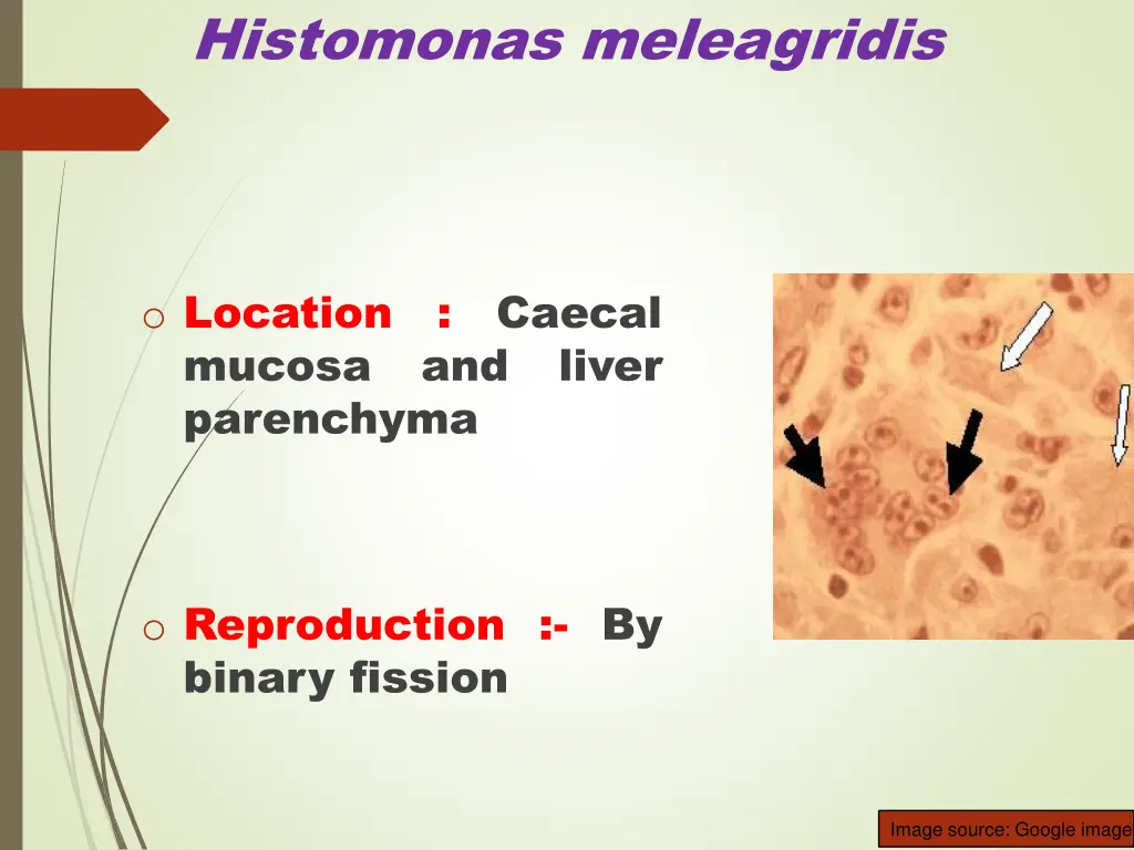 histomonas meleagridis 2