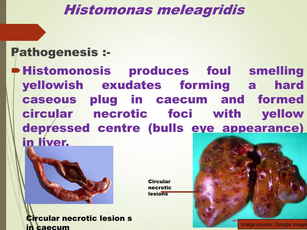 histomonas meleagridis 5