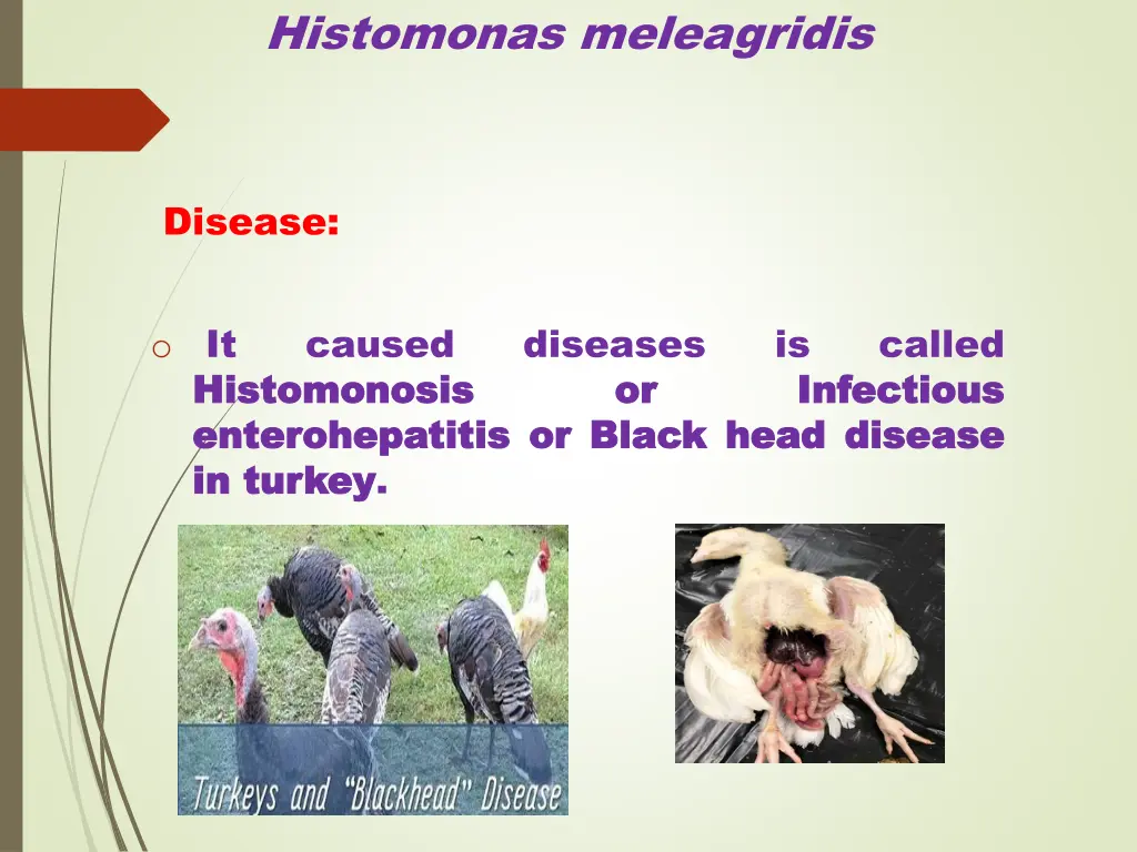 histomonas meleagridis 6
