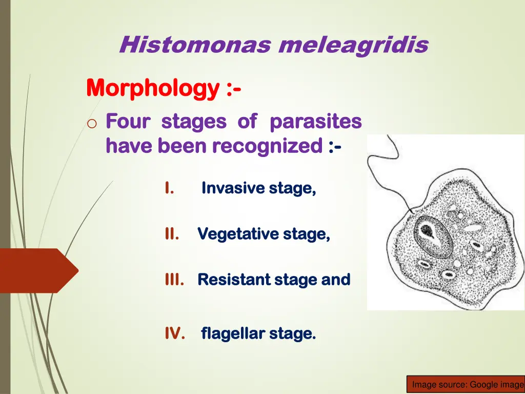 histomonas meleagridis