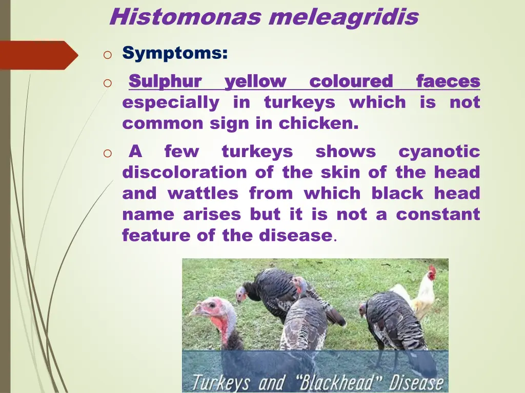 histomonas meleagridis o symptoms o sulphur