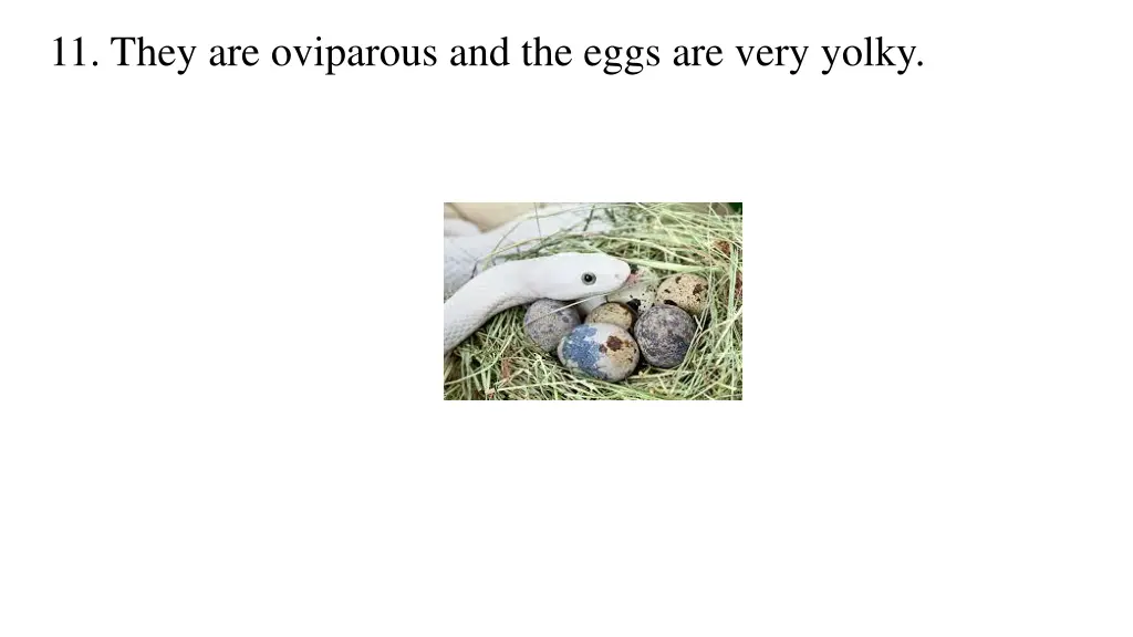 11 they are oviparous and the eggs are very yolky