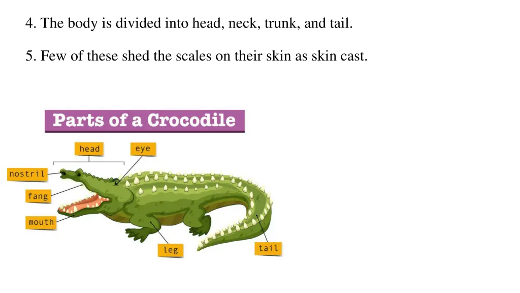 4 the body is divided into head neck trunk