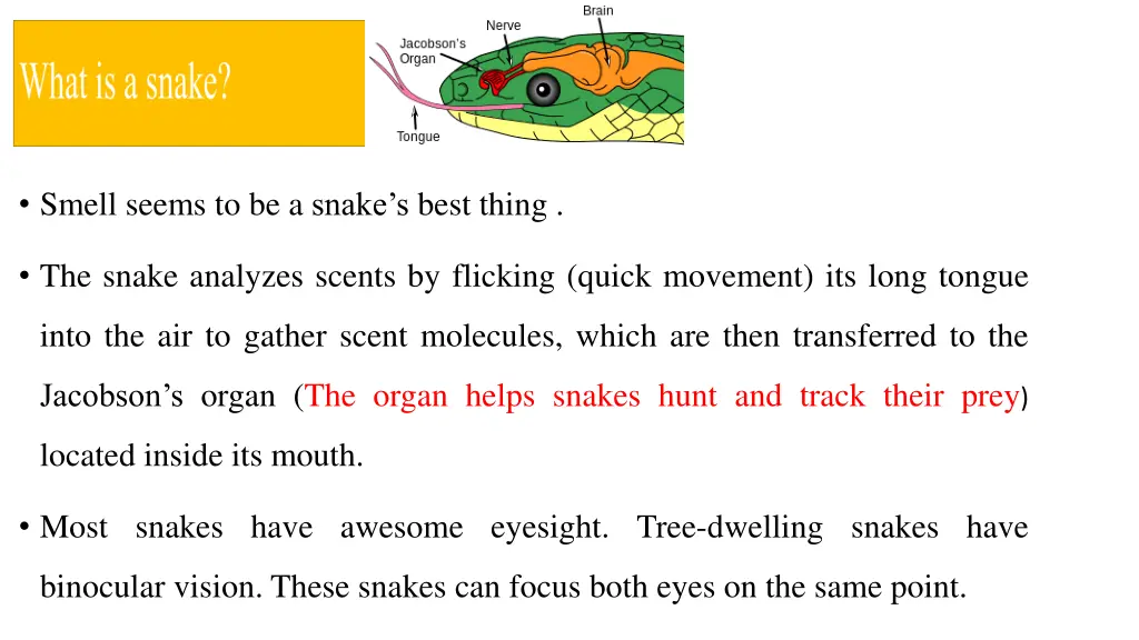 smell seems to be a snake s best thing