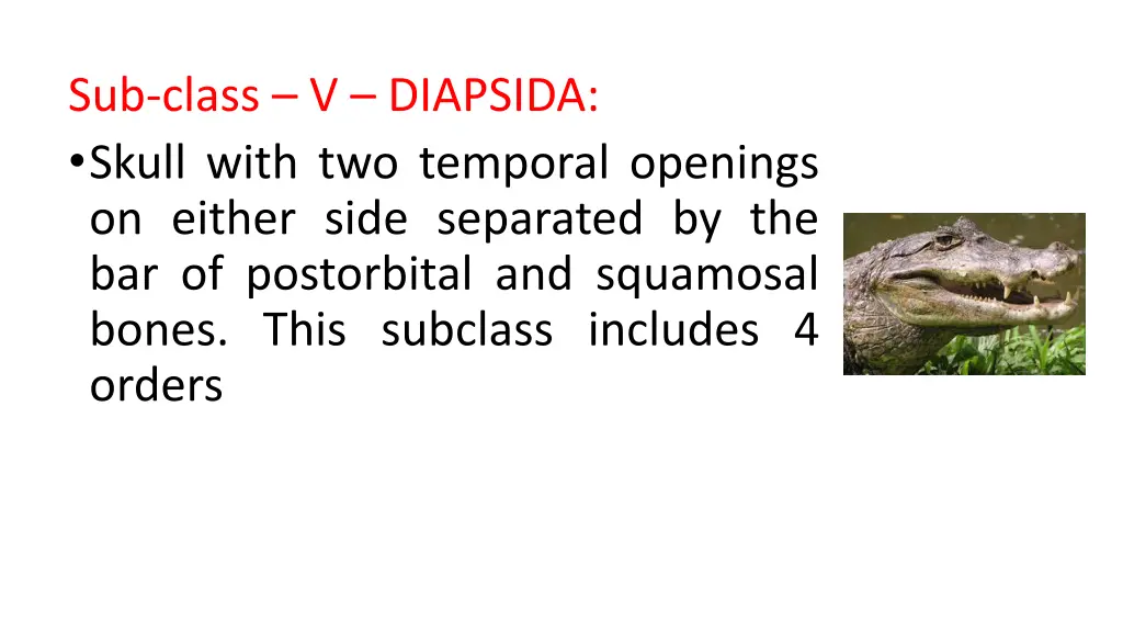 sub class v diapsida skull with two temporal