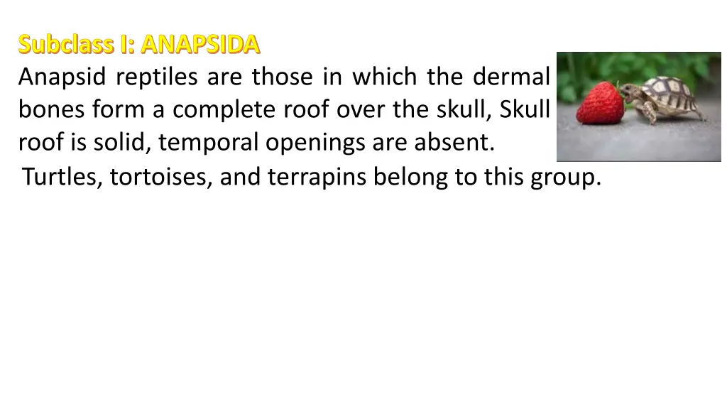 subclass i anapsida anapsid reptiles are those
