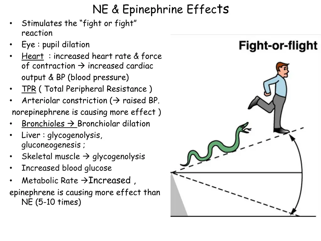 ne epinephrine effec ts