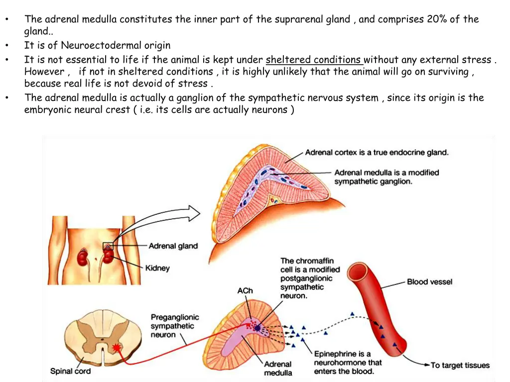 the adrenal medulla constitutes the inner part