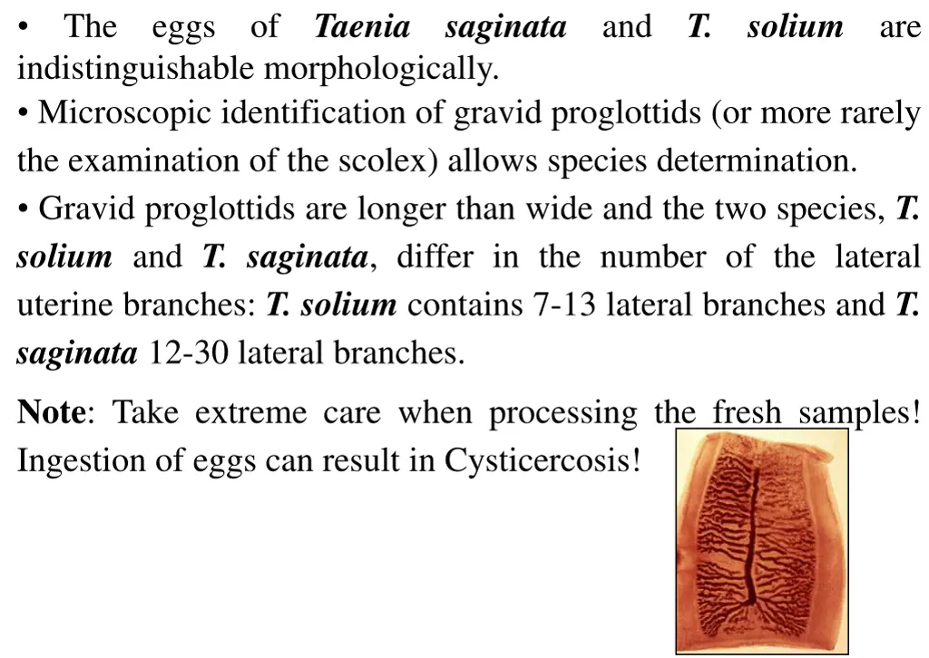 the eggs of taenia saginata and t solium