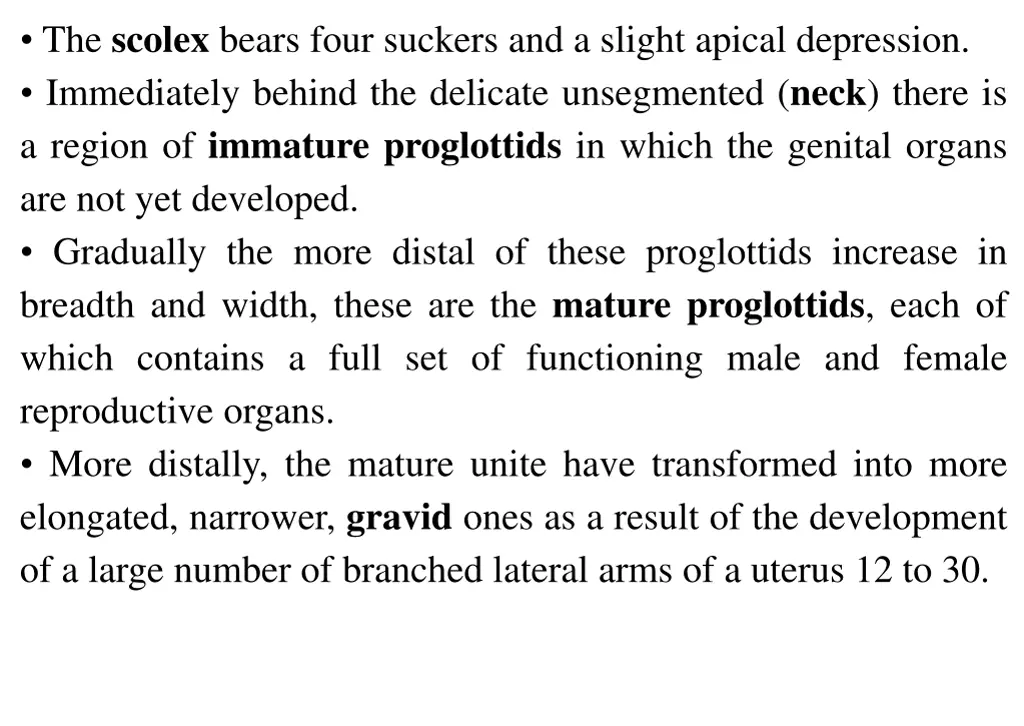 the scolex bears four suckers and a slight apical
