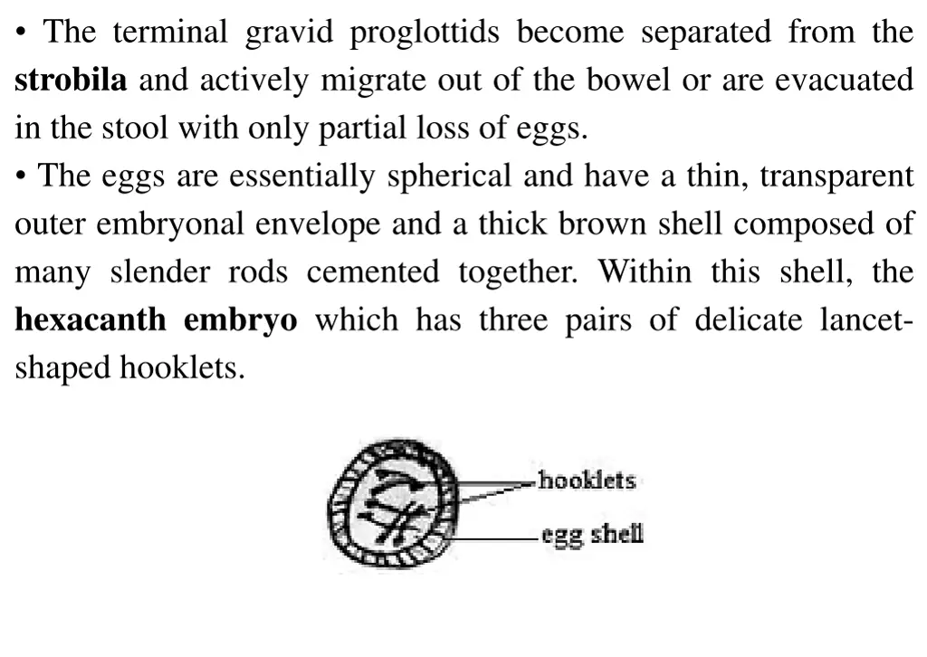 the terminal gravid proglottids become separated