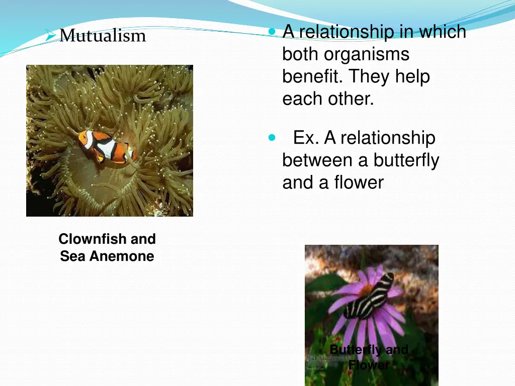 a relationship in which both organisms benefit