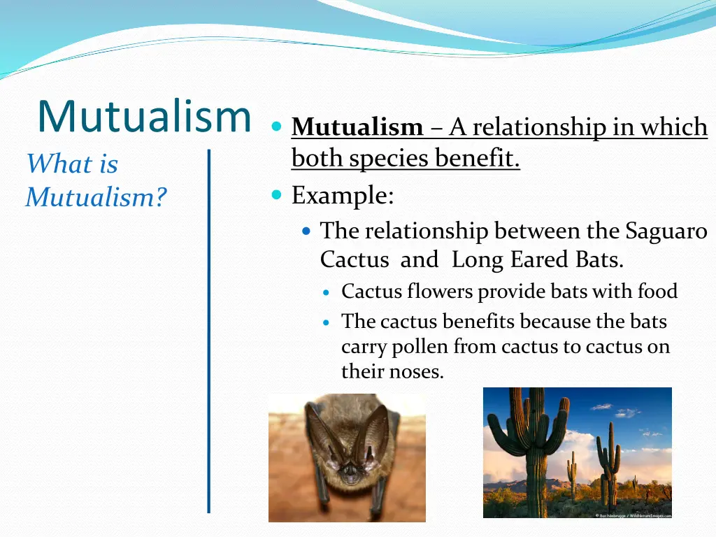 mutualism mutualism a relationship in which both