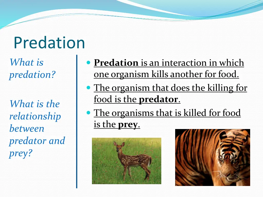 predation what is predation