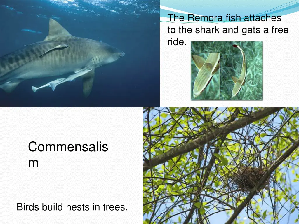 the remora fish attaches to the shark and gets