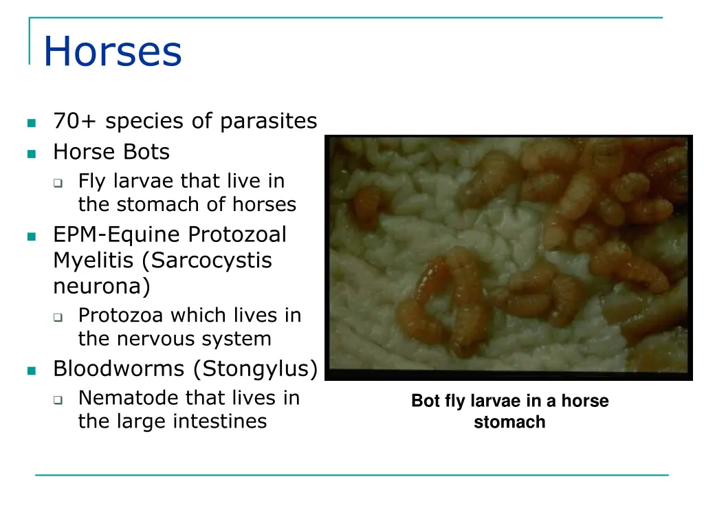 horses