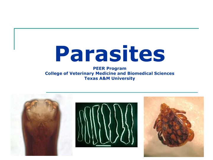 parasites peer program college of veterinary