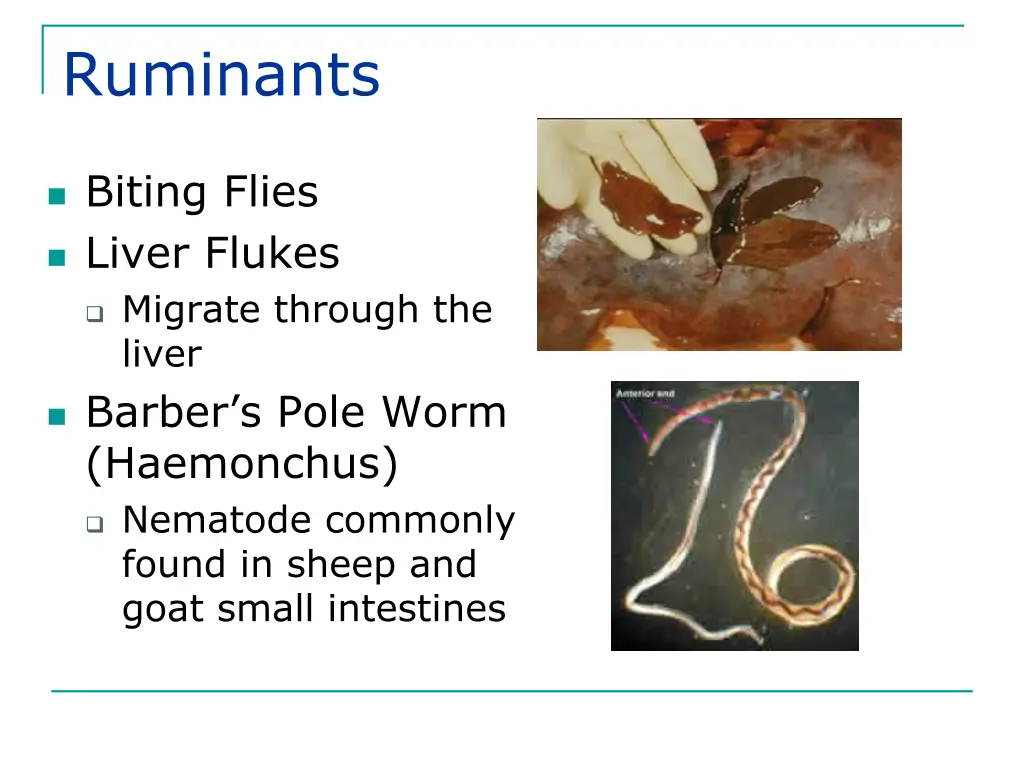 ruminants