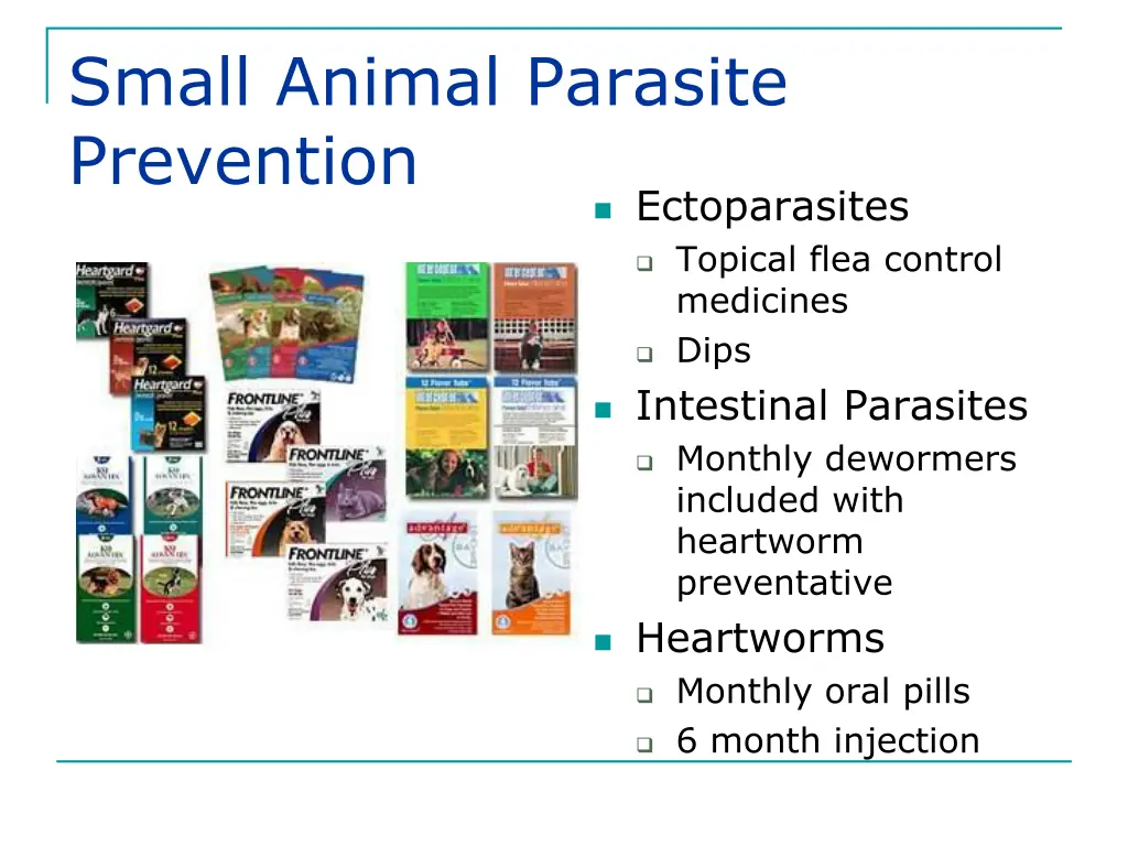 small animal parasite prevention