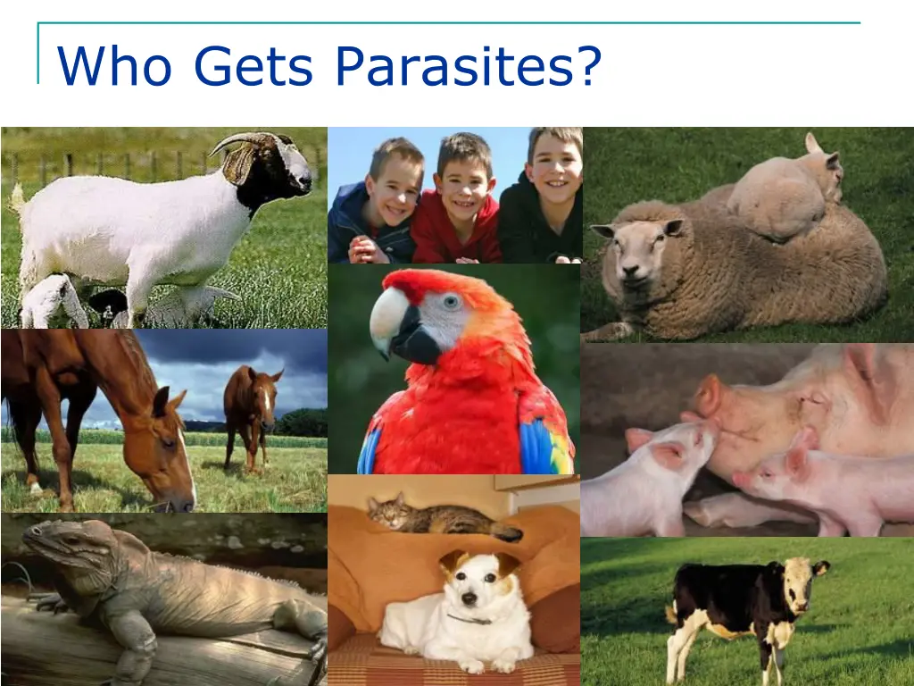 who gets parasites