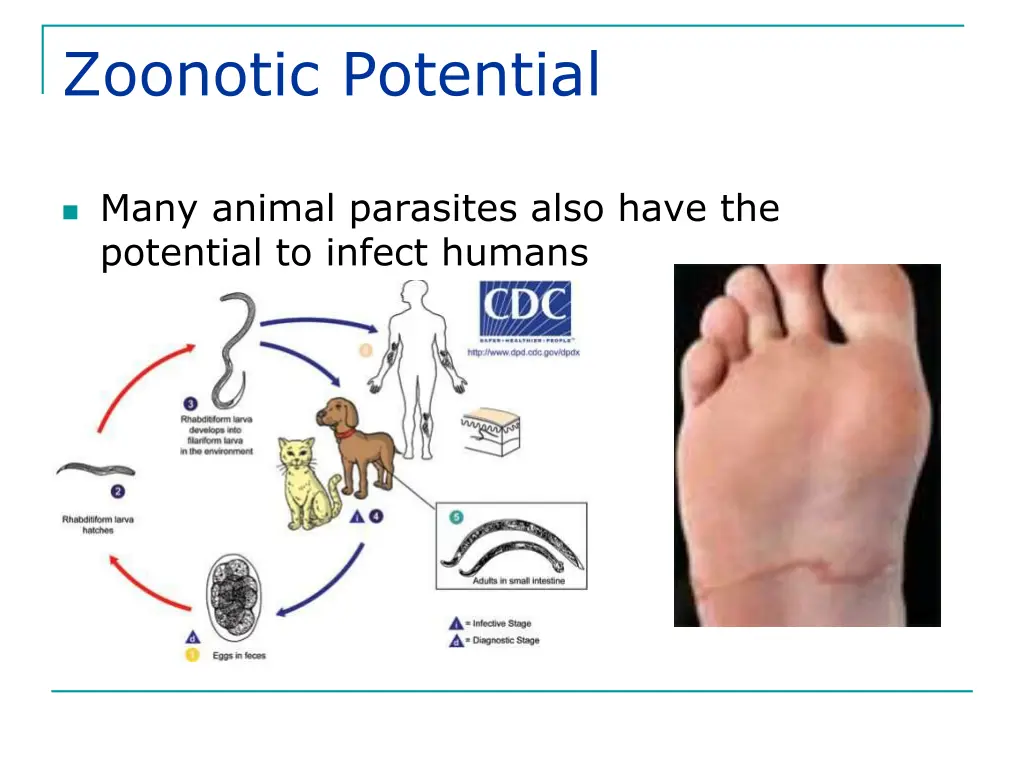 zoonotic potential