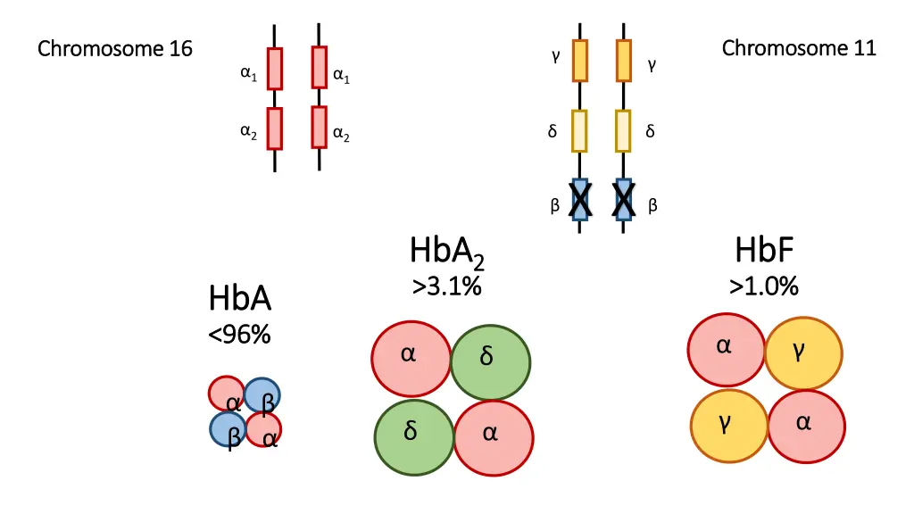 chromosome 11 chromosome 11 2