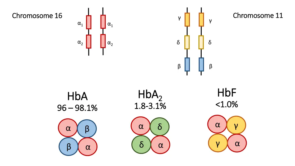 chromosome 11 chromosome 11