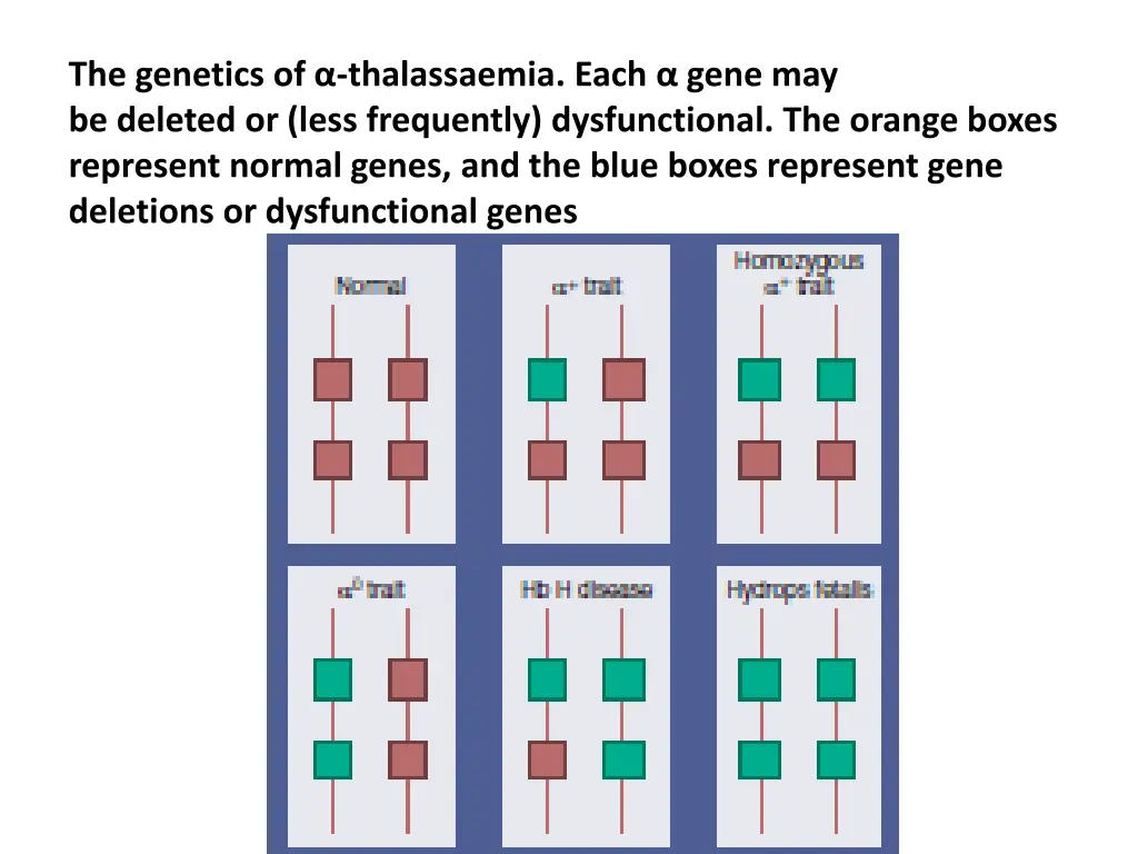 the genetics of thalassaemia each gene