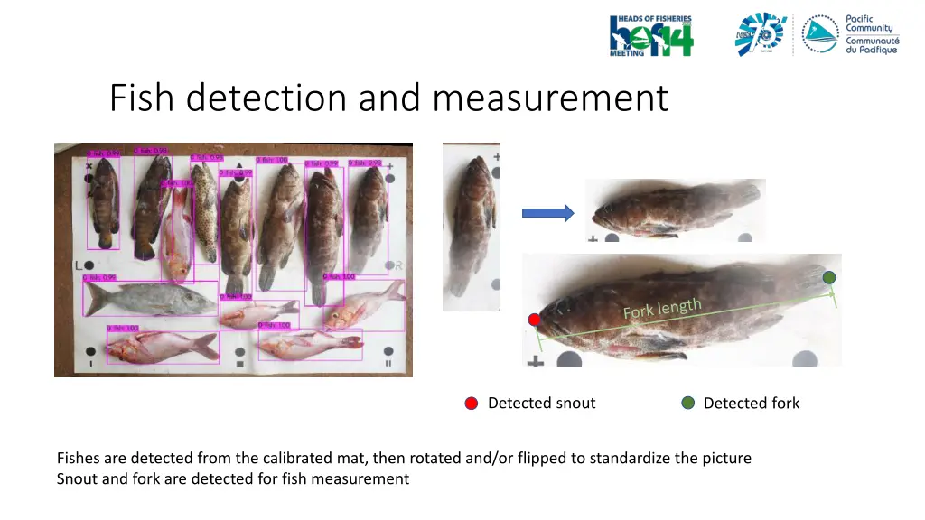 fish detection and measurement