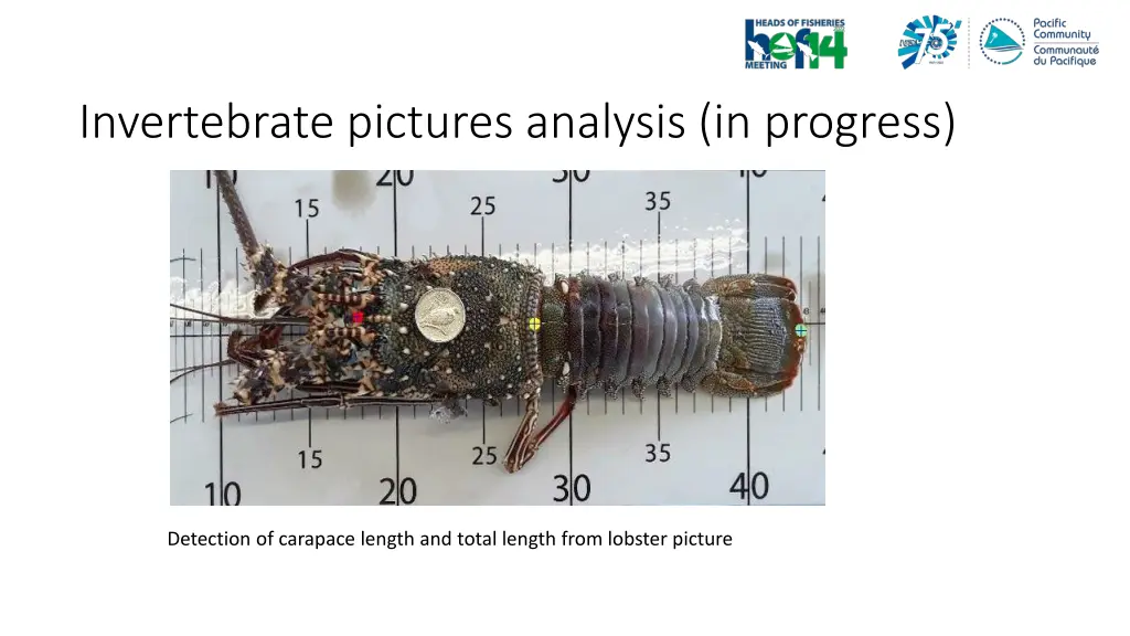 invertebrate pictures analysis in progress 1