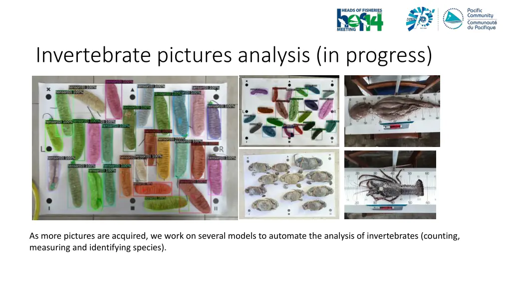 invertebrate pictures analysis in progress