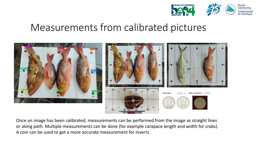 measurements from calibrated pictures