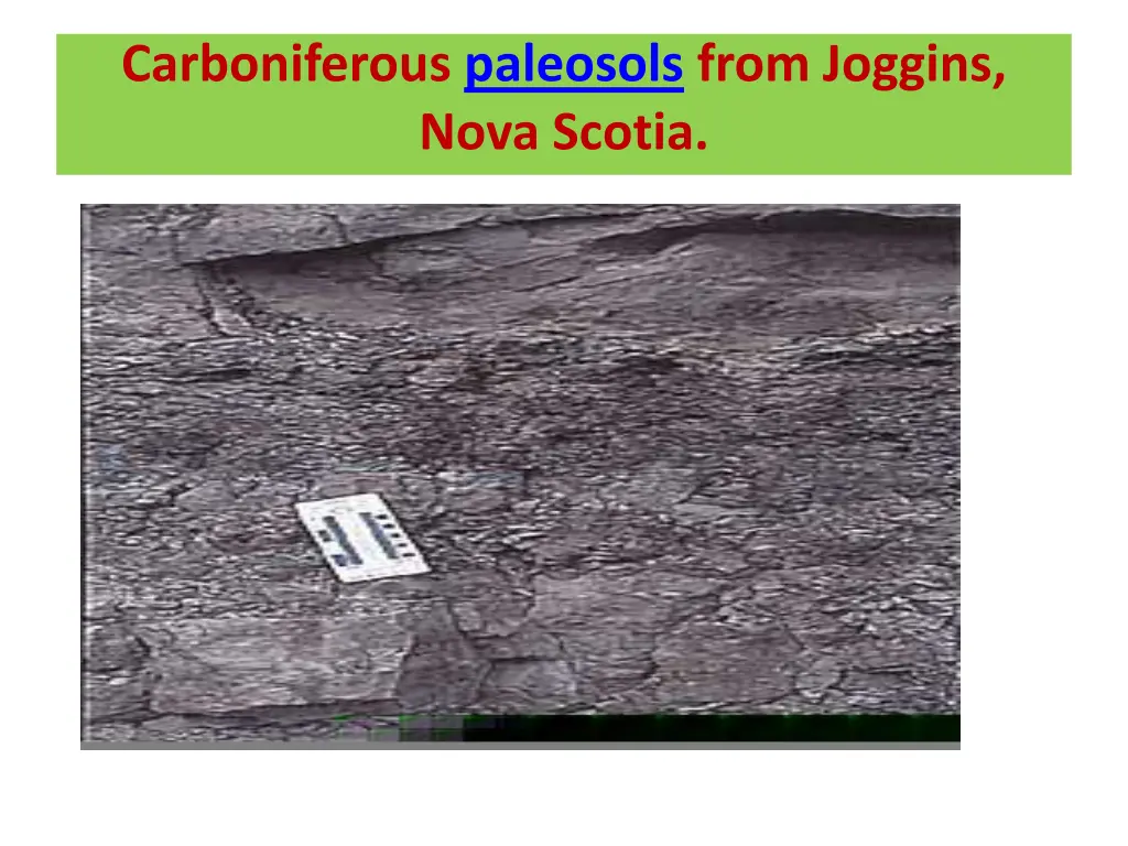 carboniferous paleosols from joggins nova scotia
