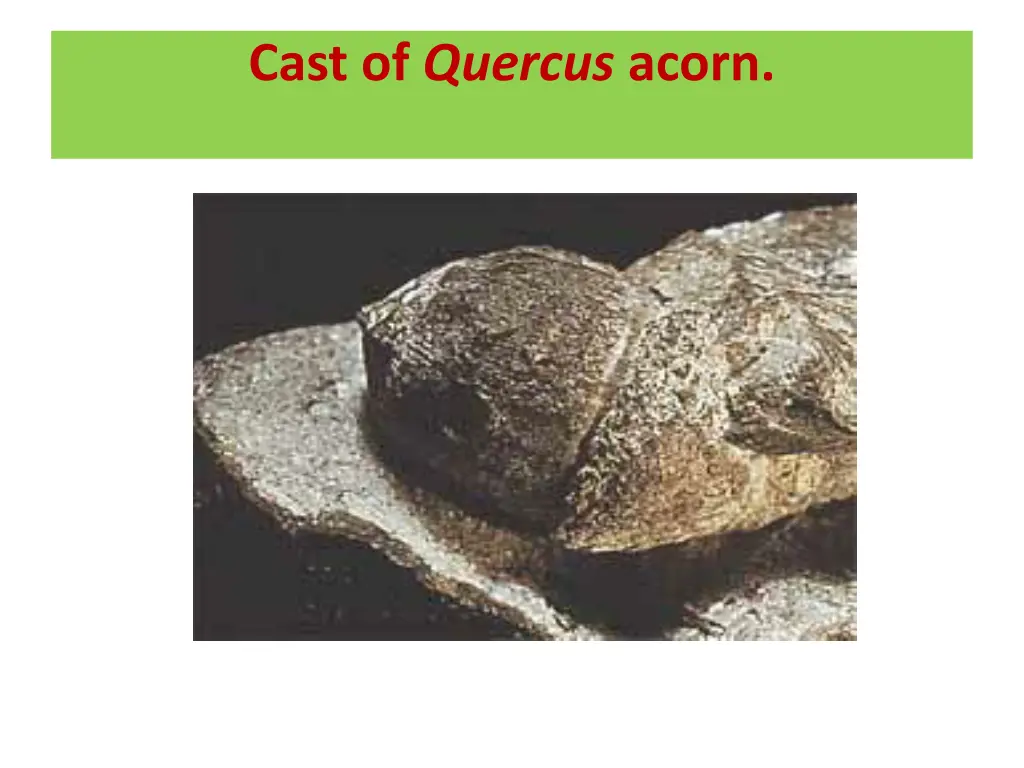 cast of quercus acorn