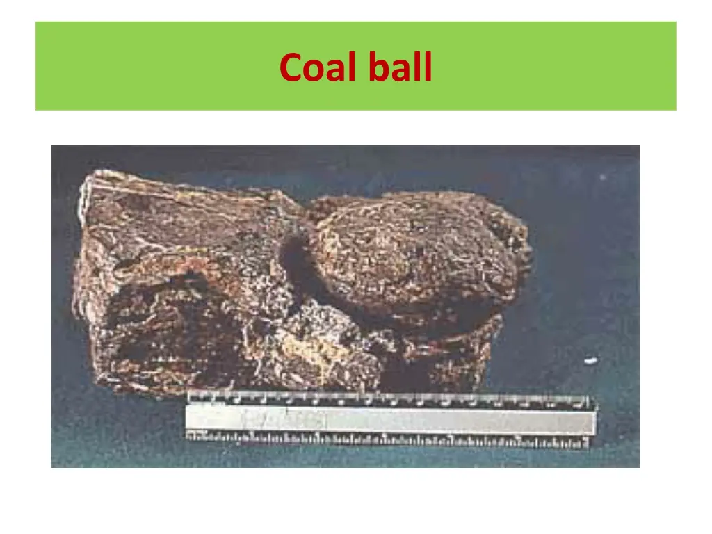 coal ball
