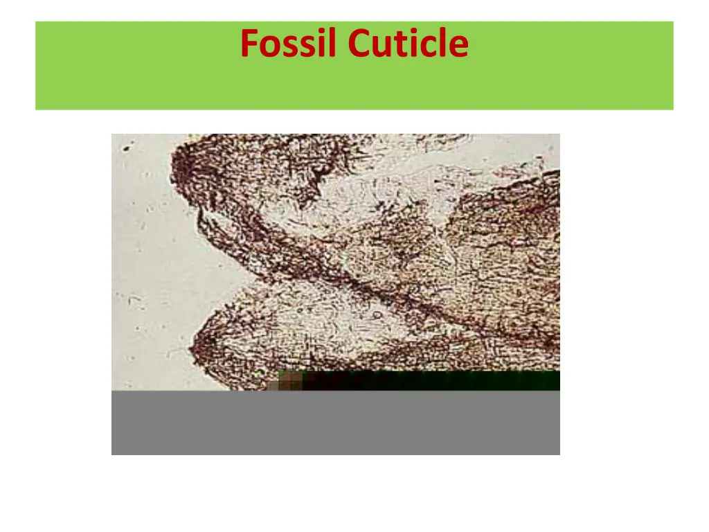 fossil cuticle