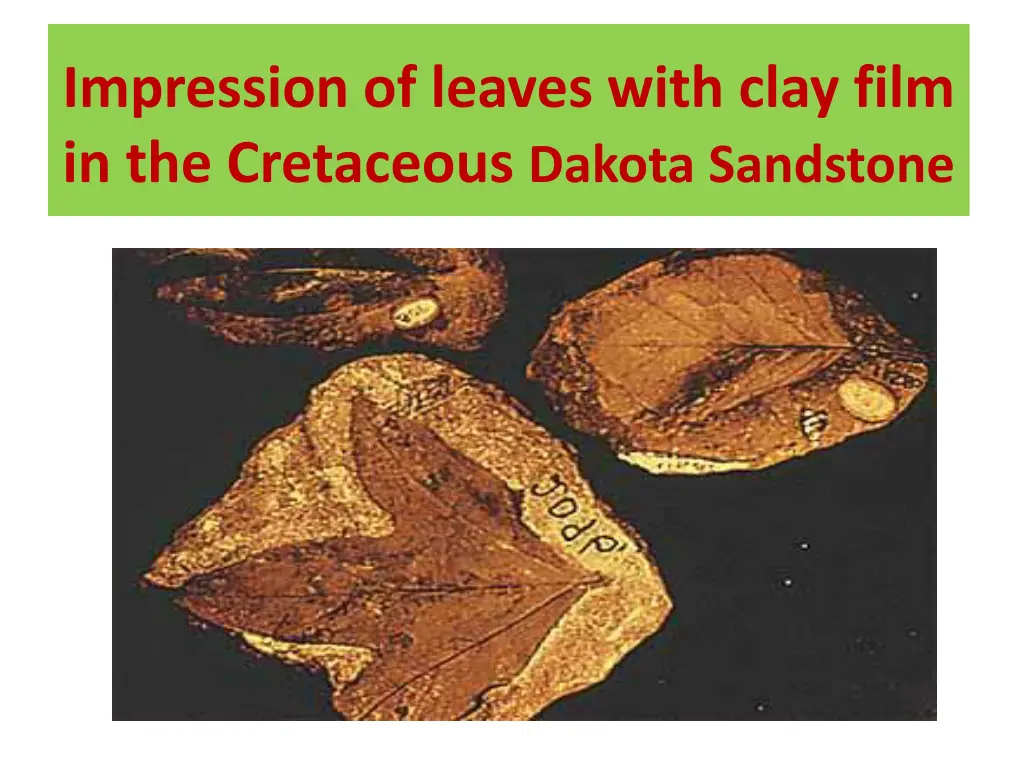 impression of leaves with clay film