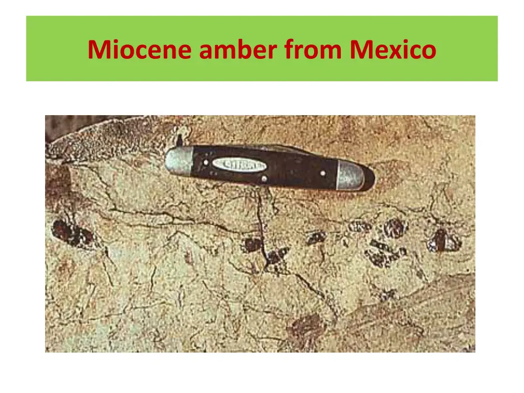 miocene amber from mexico