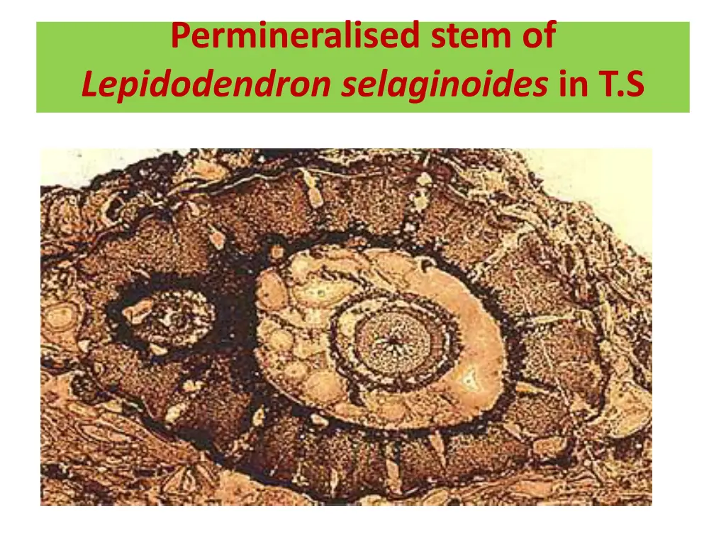 permineralised stem of lepidodendron selaginoides
