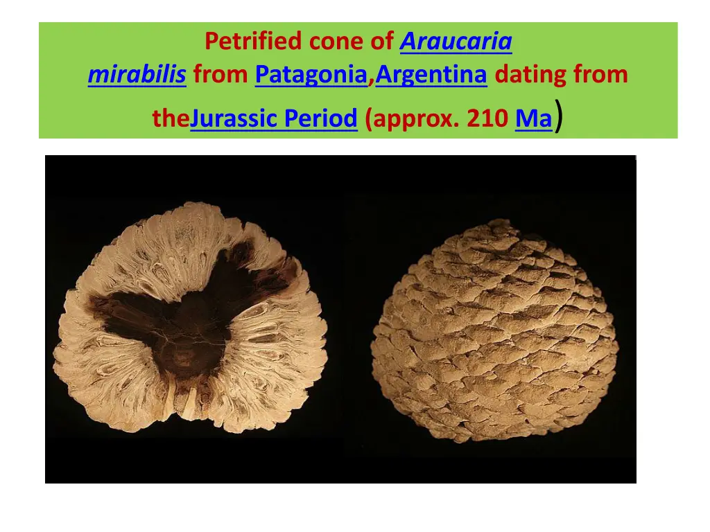 petrified cone of araucaria mirabilis from