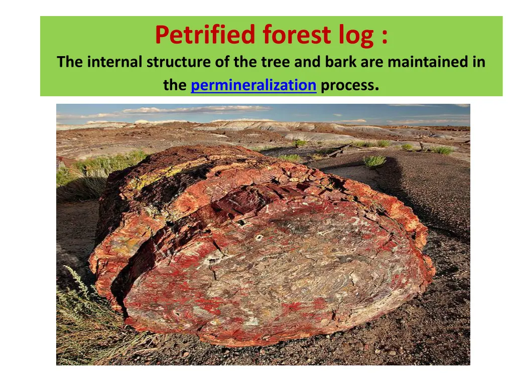 petrified forest log the internal structure