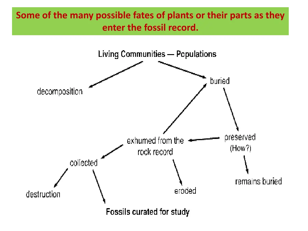 some of the many possible fates of plants