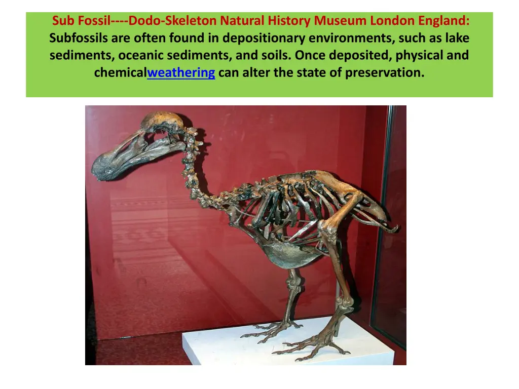 sub fossil dodo skeleton natural history museum