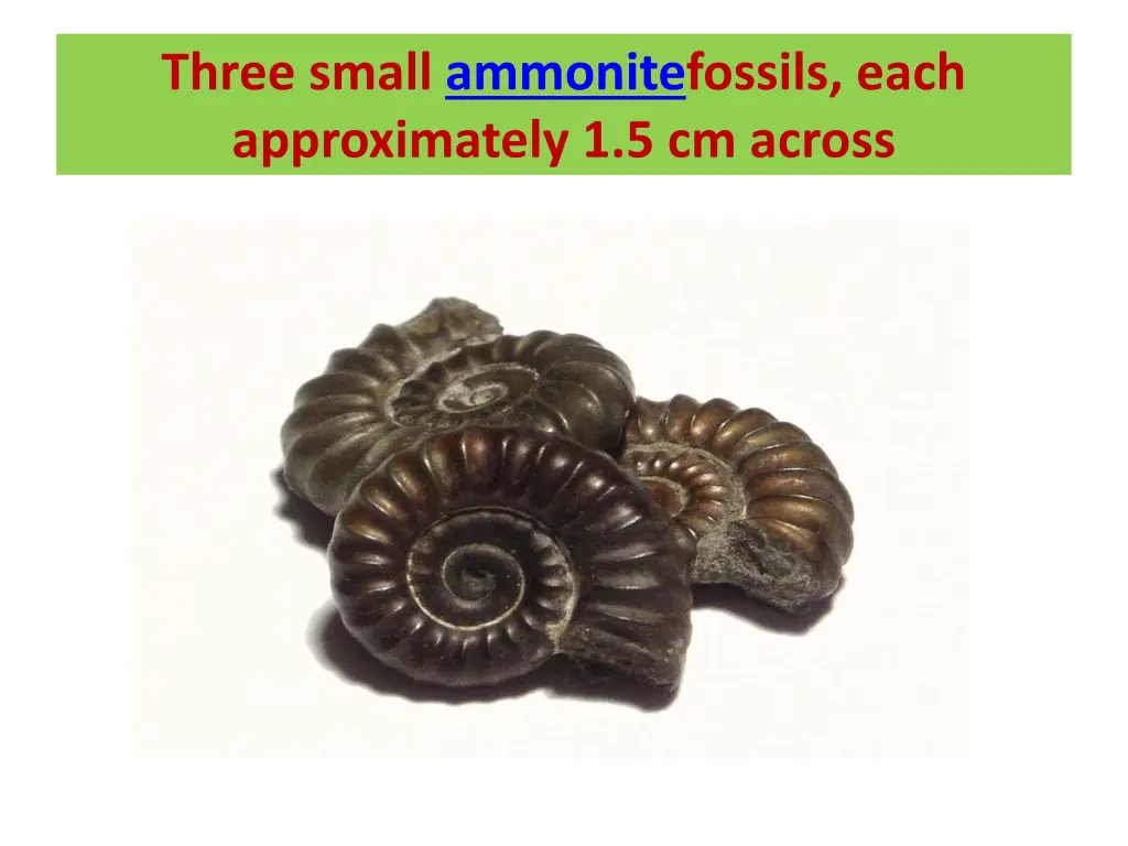 three small ammonitefossils each approximately