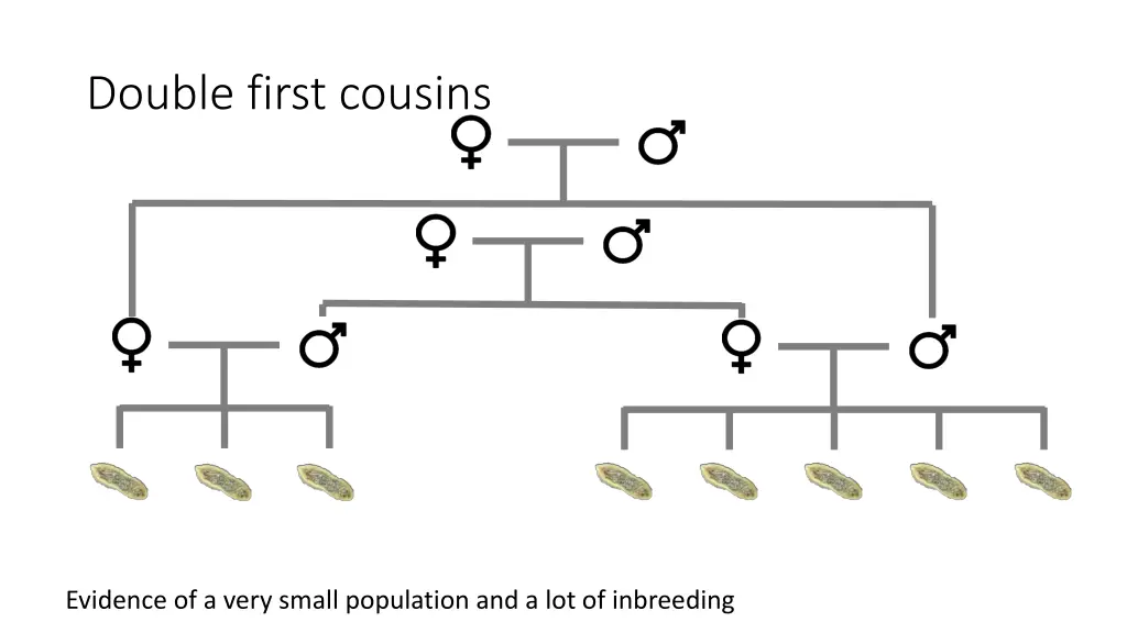 double first cousins