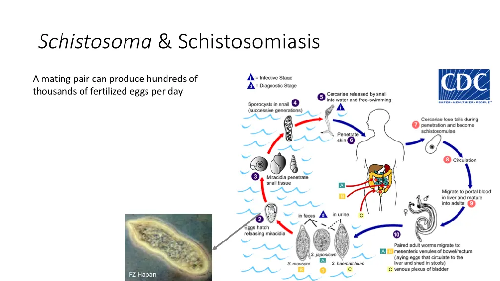 schistosoma schistosomiasis