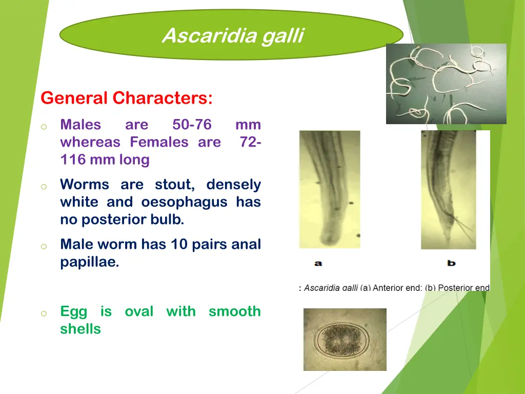 ascaridia galli 1