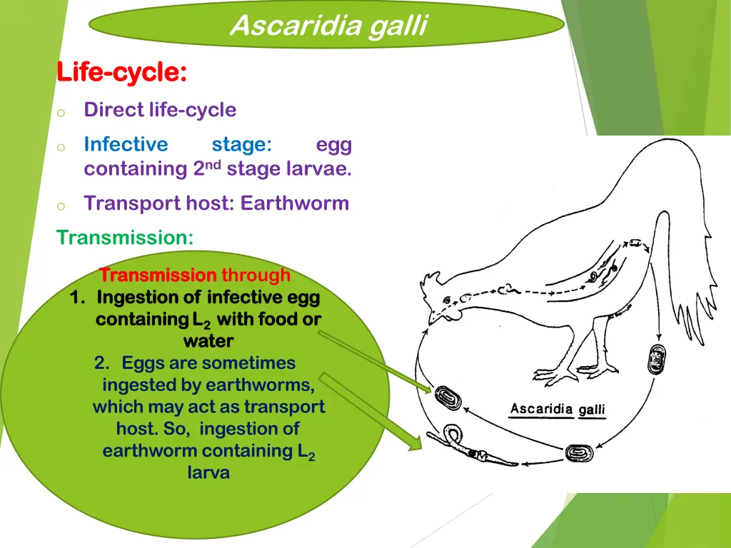 ascaridia galli 2