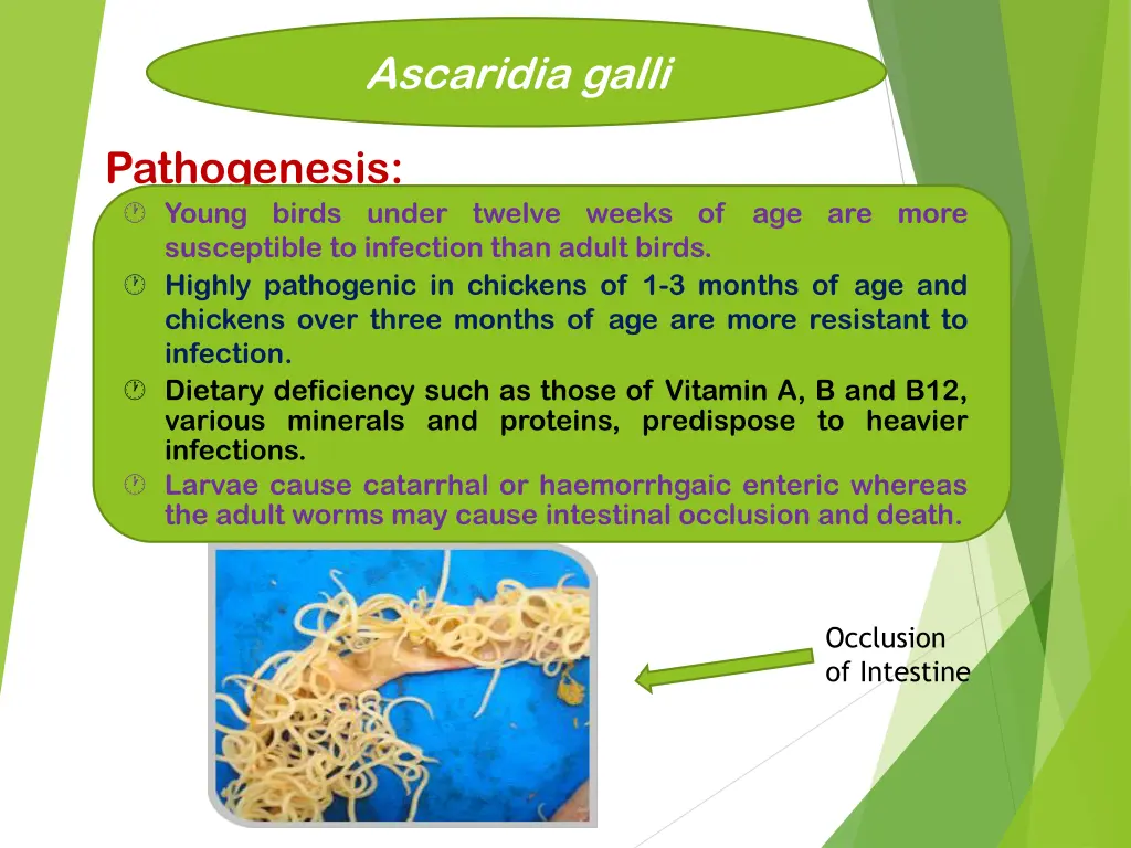 ascaridia galli 3